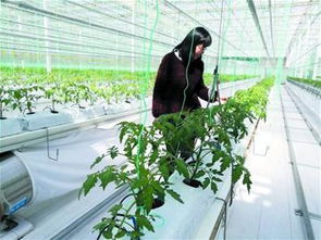 智能工厂生产蔬菜 西红柿树高可达20米 组图